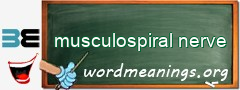 WordMeaning blackboard for musculospiral nerve
